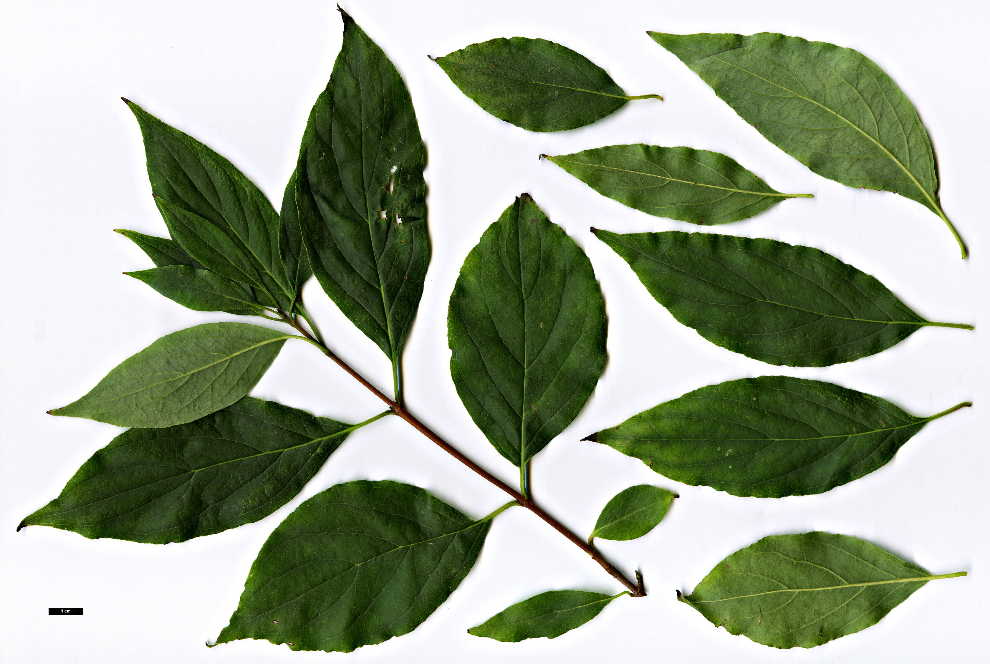 High resolution image: Family: Cornaceae - Genus: Cornus - Taxon: ×arnoldiana (C.obliqua × C.racemosa)